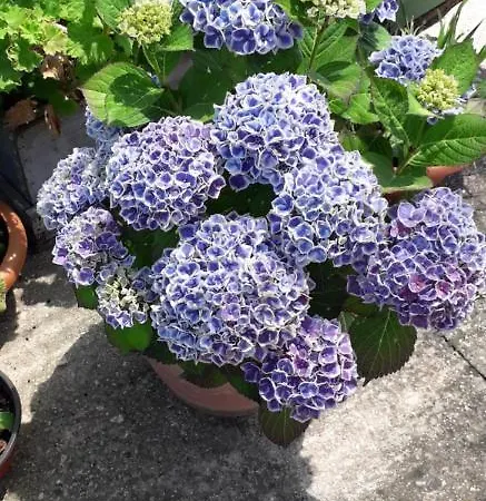 Bilic Appartamento *