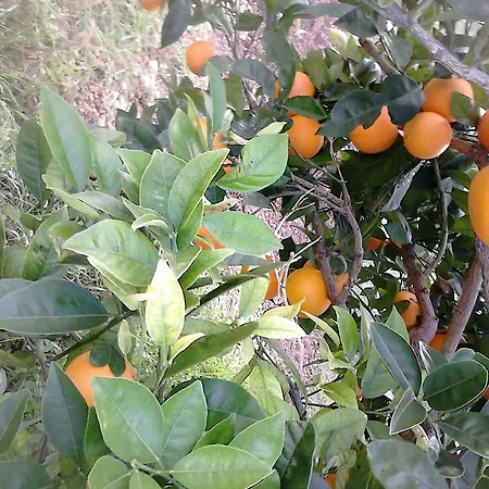 Appartamento Bilic Vis